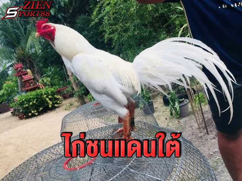 ไก่ชนแดนใต้