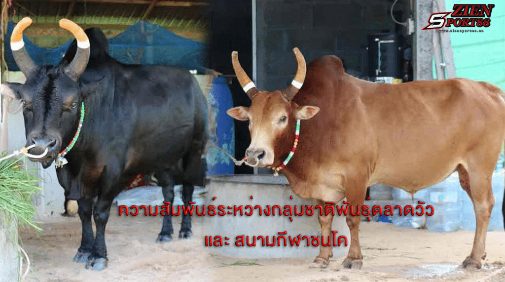 ตลาดวัวชน