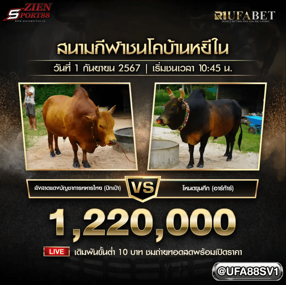 โปรแกรมวัวชน 31 ส.ค. 67